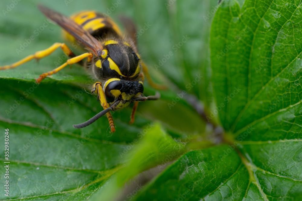 The bee washes itself. The wasp is sitting on green leaves. The dangerous yellow-and-black striped common Wasp sits on leaves The bee washes itself. The wasp is sitting on green leaves. The dangerous yellow-and-black striped common Wasp sits on leaves