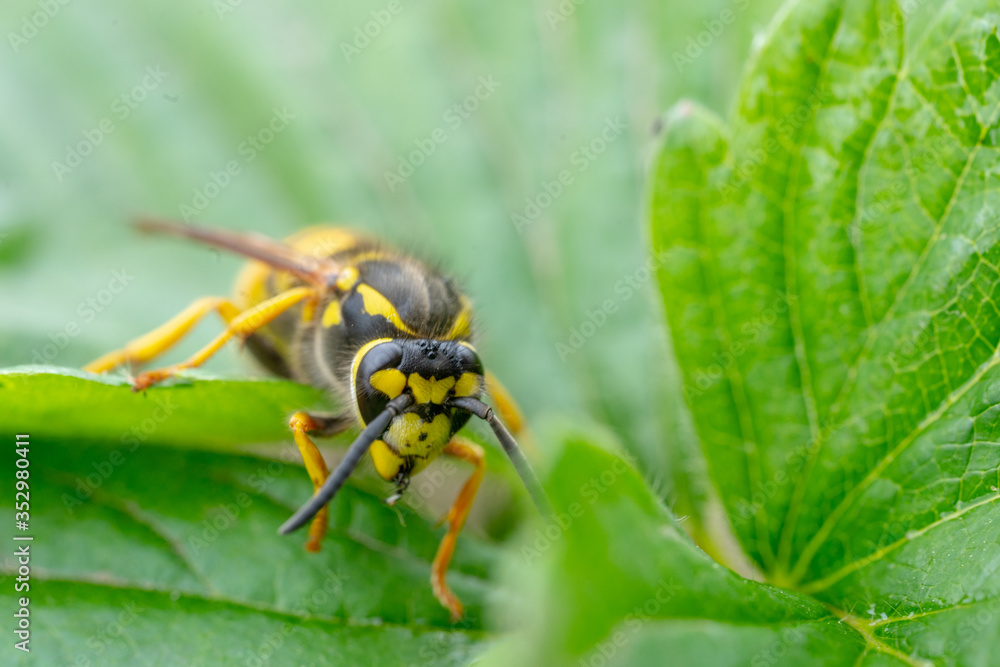 The wasp is sitting on green leaves. The dangerous yellow-and-black striped common Wasp sits on leaves The wasp is sitting on green leaves. The dangerous yellow-and-black striped common Wasp sits on leaves