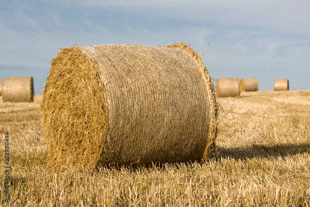 Straw bales in a field in summer with blue sky