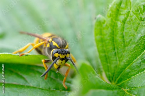 The wasp is sitting on green leaves. The dangerous yellow-and-black striped common Wasp sits on leaves © Anton Dios