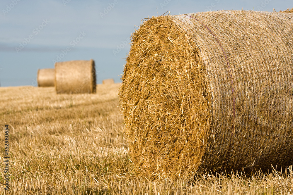 Straw bales in a field in summer with blue sky