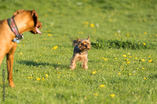 Two friends, a big and a small dog, walk together on a green meadow during an afternoon walk.