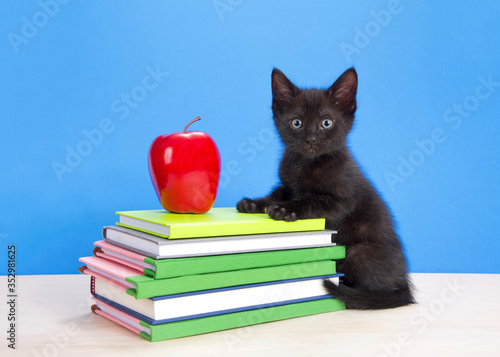 Adorable black kitten sitting on light wood table with front paws up on stack of books, apple on top. Looking directly at viewer. Bright blue background. Back to school theme.
