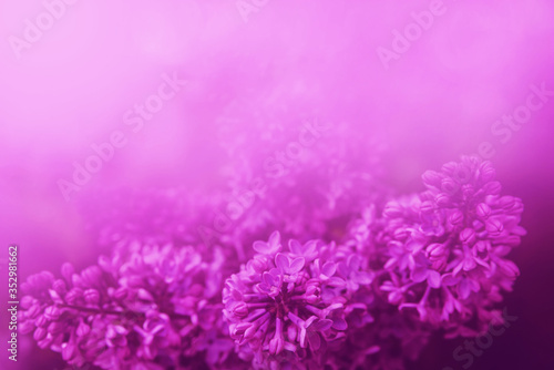 pink background with lilac flowers