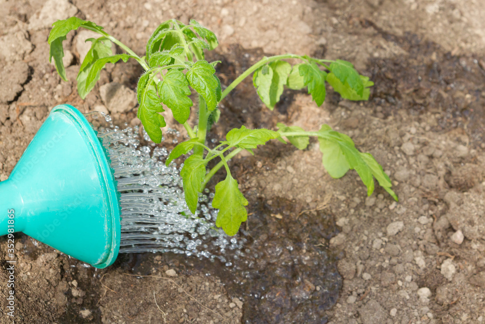Freshly planted tomato seedlings are watered from a watering can in the greenhouse Freshly planted tomato seedlings are watered from a watering can in the greenhouse