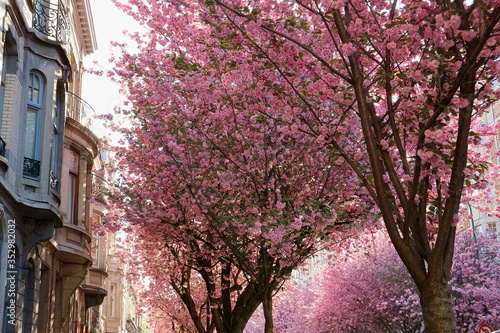 Magnolia trees in full bloom blossoming pink flowers full avenue Émile Max street Maxlaan spring art nouveau buildings bow window frames Plasky