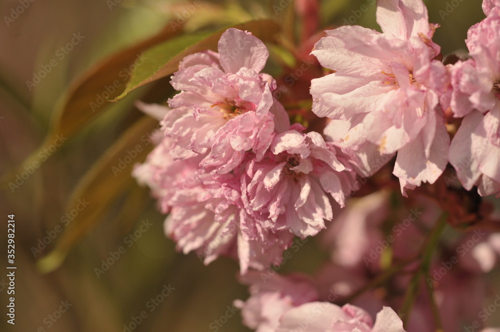 Fototapeta premium Cherry Tree Blossom