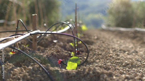 Backlit of organic vegetable garden on a farm at sunset, cultivated field in the backlit with sun rays and lens flare. Drip irrigation system, Agriculture and cultivation business.
