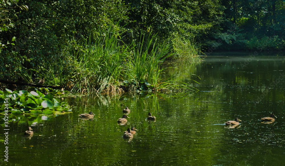 ducks on the lake
