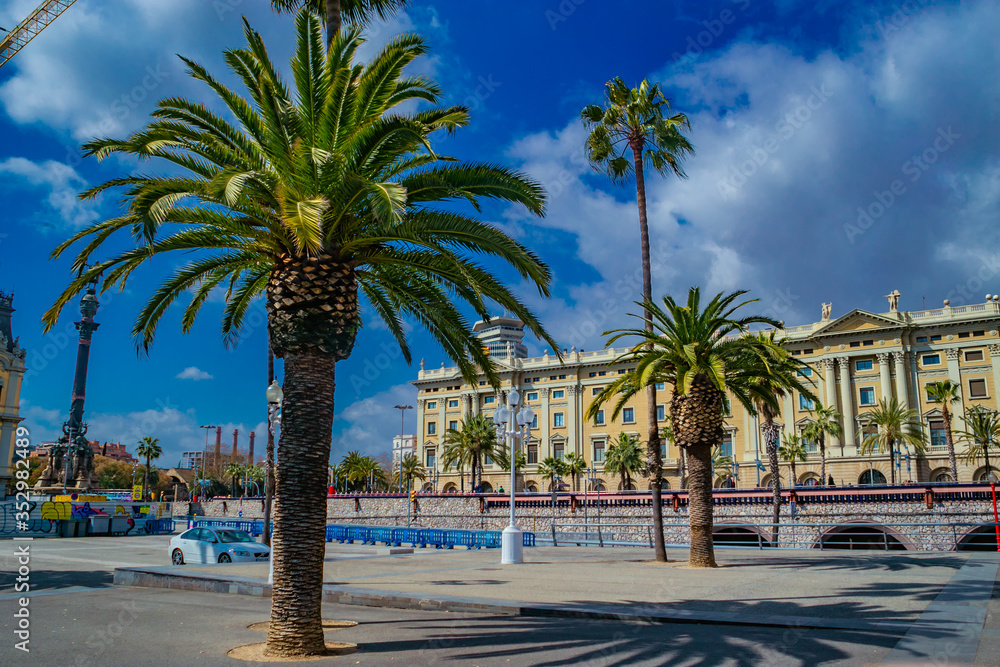 Fototapeta premium palm trees in barcelona spain