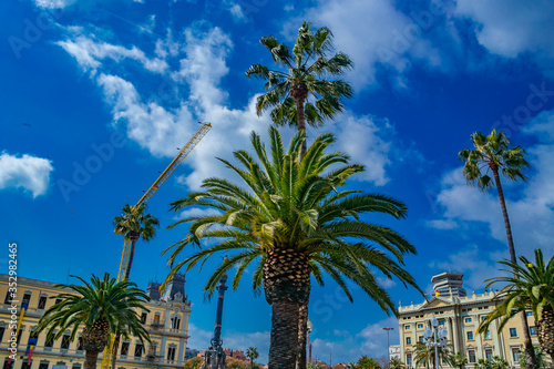 palm trees and blue sky in Barcelona Spain
