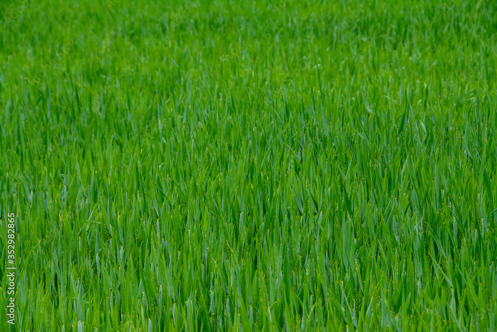 a plot with green wheat -selective focus