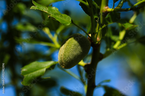 Fresh green almond on tree over blue sky 