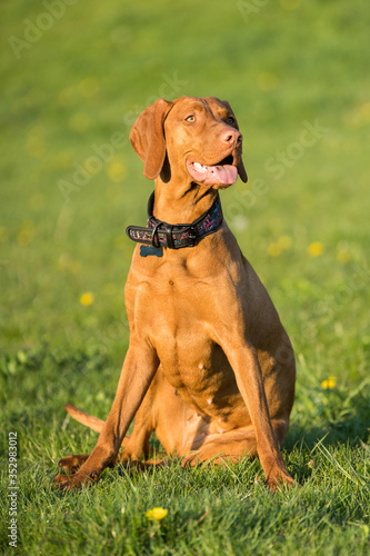 The Hungarian pointer sat down on a command and waits for further developments.