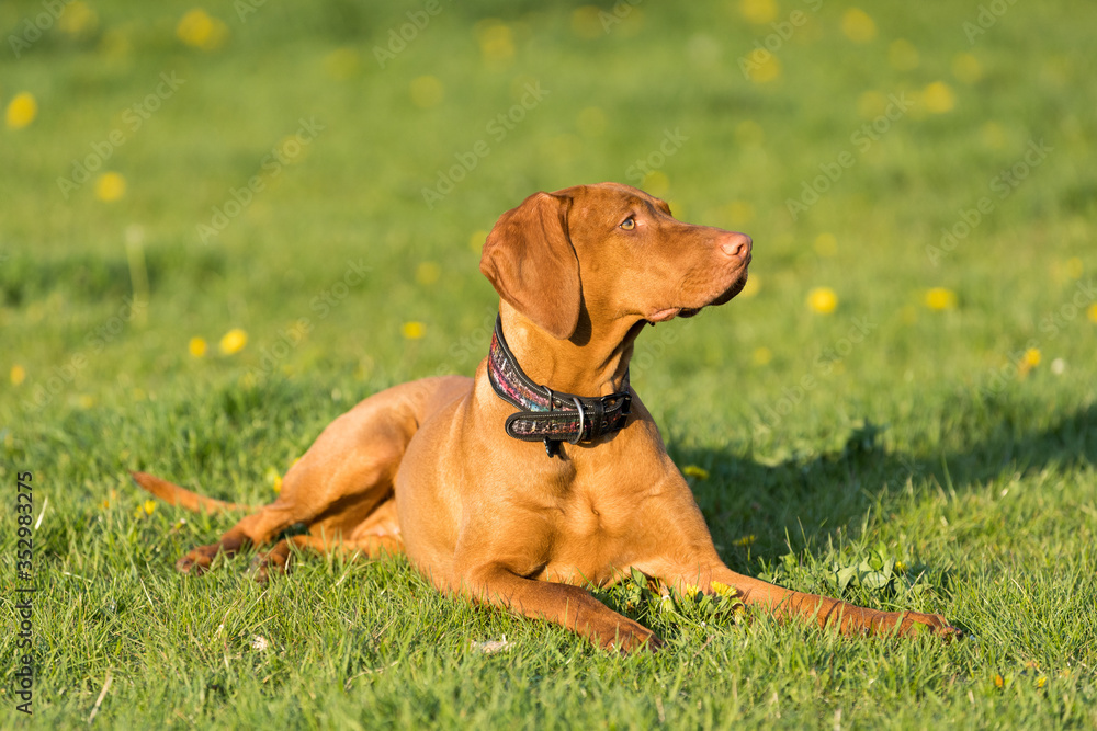 The Hungarian pointer is down and resting briefly during the afternoon training. The Hungarian pointer is down and resting briefly during the afternoon training.
