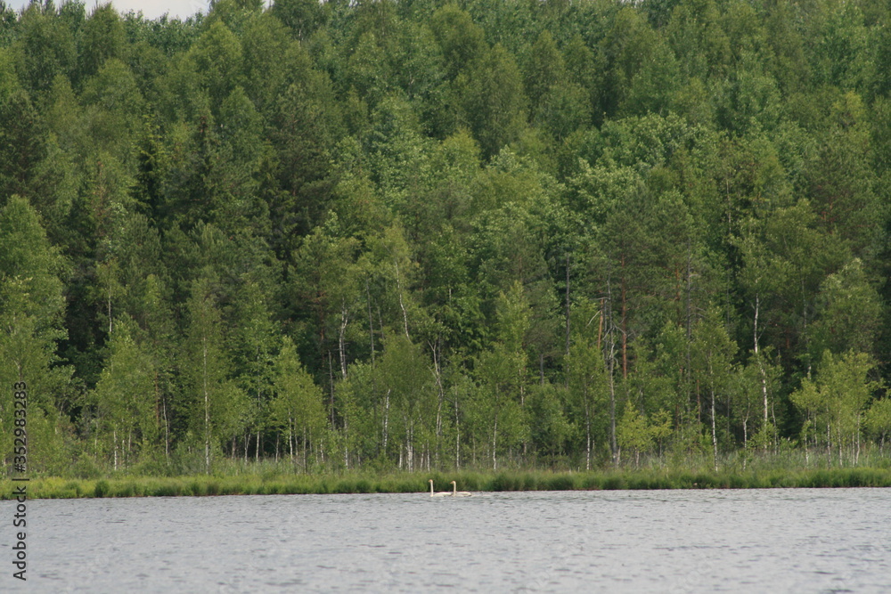 Whooper swan (Cygnus cygnus), also known as the common swan captured in the North of Belarus Whooper swan (Cygnus cygnus), also known as the common swan captured in the North of Belarus