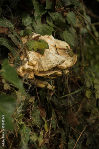Oddly shaped mushroom amongst leaves