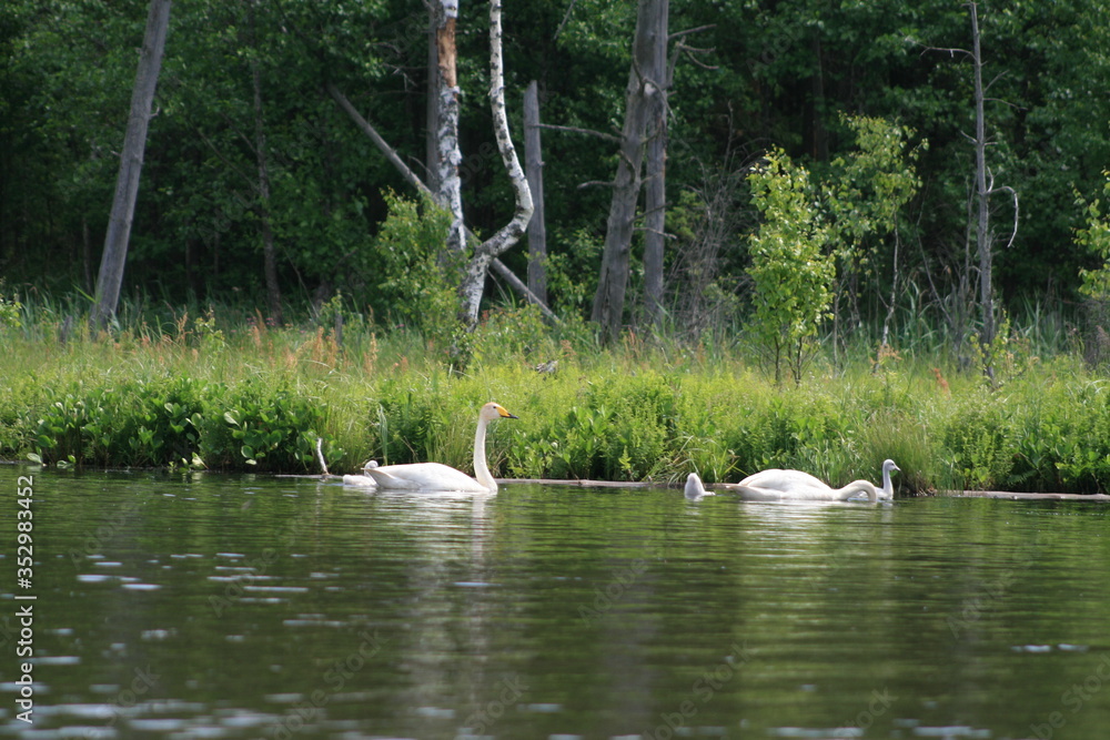 Whooper swan (Cygnus cygnus), also known as the common swan captured in the North of Belarus Whooper swan (Cygnus cygnus), also known as the common swan captured in the North of Belarus