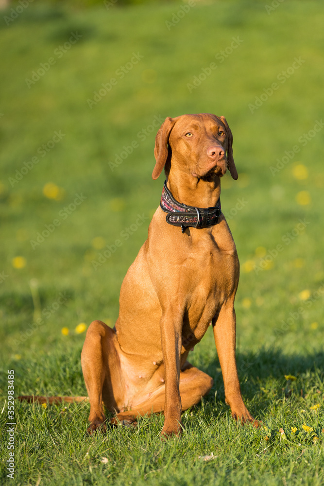 The Hungarian pointer sat down on a command and waits for further developments. The Hungarian pointer sat down on a command and waits for further developments.