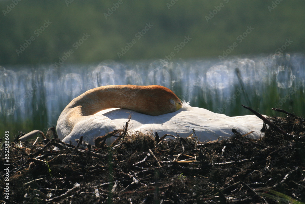 Fototapeta premium Whooper swan (Cygnus cygnus), also known as the common swan captured in the North of Belarus