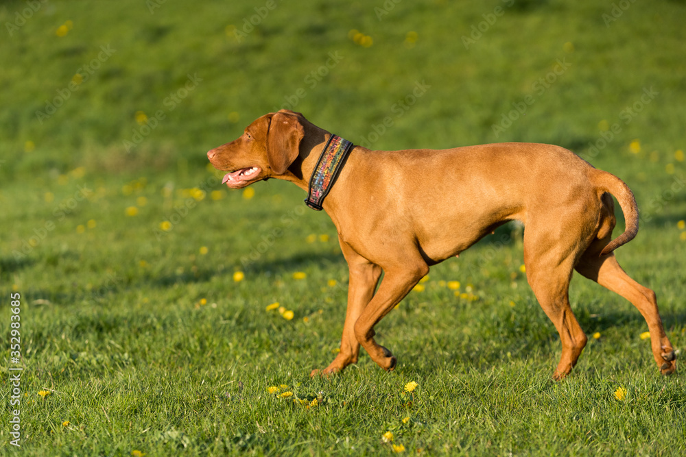 The Hungarian pointer is wonderfully retrieving retrieves during the afternoon sunny training.