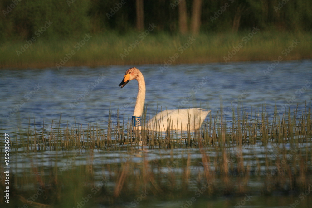 Fototapeta premium Whooper swan (Cygnus cygnus), also known as the common swan captured in the North of Belarus