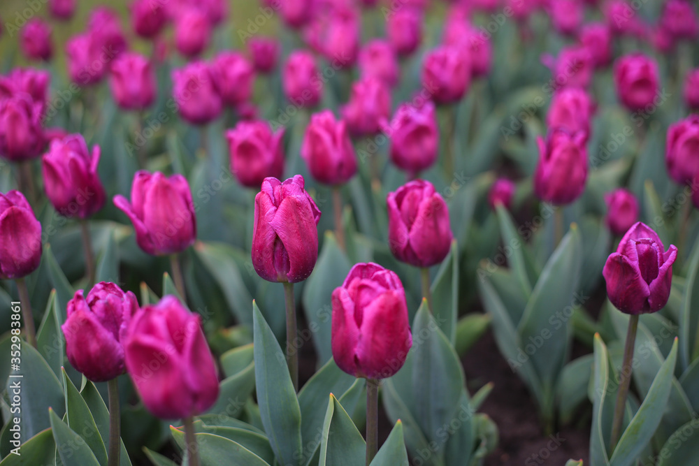 Purple tulips on the field