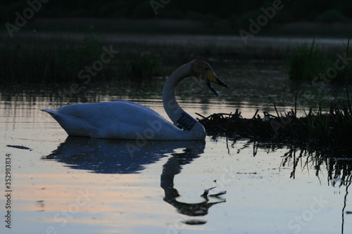 Fototapeta Naklejka Na Ścianę i Meble -  Whooper swan (Cygnus cygnus), also known as the common swan captured in the North of Belarus