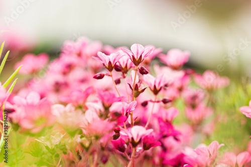 Close up of bright pink saxifrage flowers with green leaves background selective focus