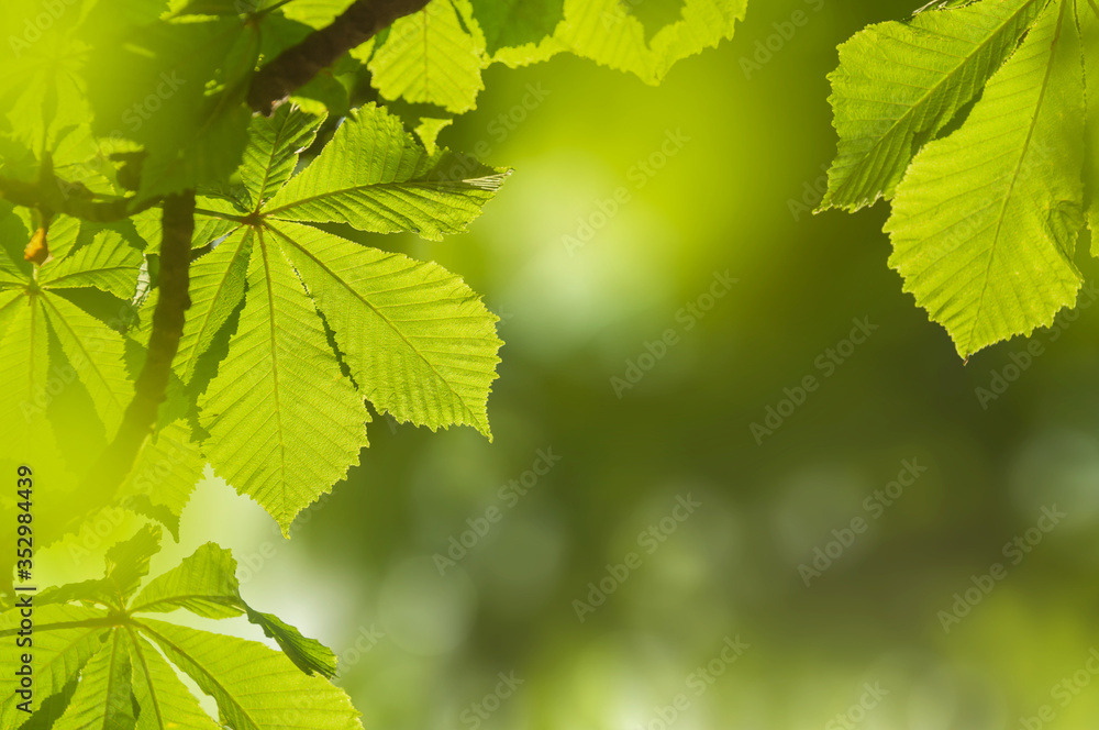 Closeup nature view of blurred green leavesof of a chestnut tree with sun flare and winds in the background. Green natural texture. Space for text. Closeup nature view of blurred green leavesof of a chestnut tree with sun flare and winds in the background. Green natural texture. Space for text.