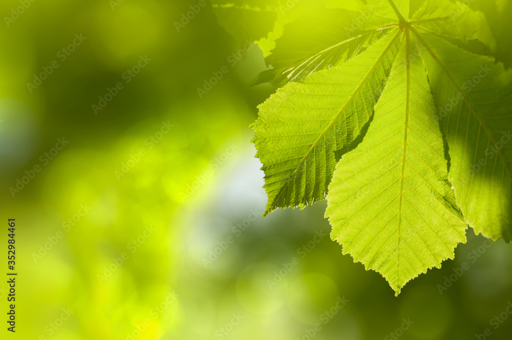 Closeup nature view of blurred green leavesof of a chestnut tree with sun flare and winds in the background. Green natural texture. Space for text. Closeup nature view of blurred green leavesof of a chestnut tree with sun flare and winds in the background. Green natural texture. Space for text.