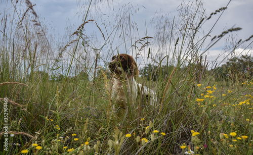  perro spaniel ingles