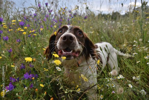Quadro em tela perro spaniel ingles