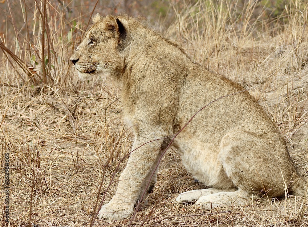 Fototapeta premium Lions from Kruger National Park. African wildlife. South Africa