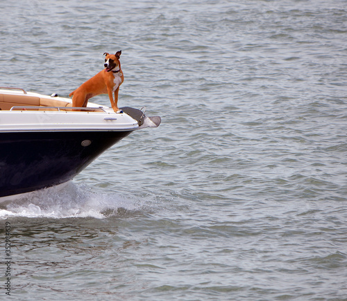 Mixed breed boxer canine enjoying the sea breeze perched in the bow of a speeding motor boat. © Wimbledon