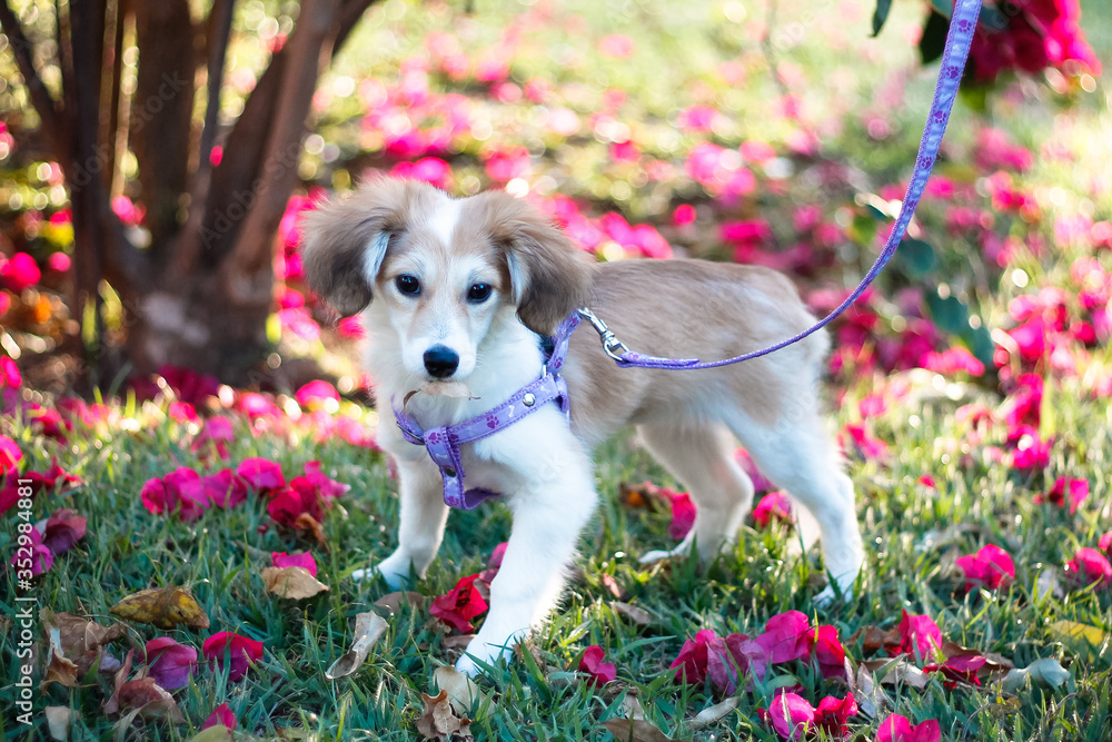 Fototapeta premium Photo of a dog, to brighten your day, with its kind look,