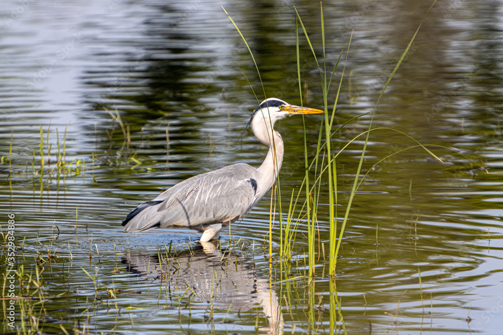 Dordrecht Biesbos Water birds Dordrecht Biesbos Water birds