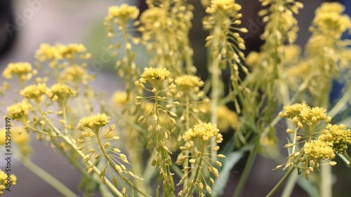 Steppe plant with yellow flowers swaying in the wind closeup