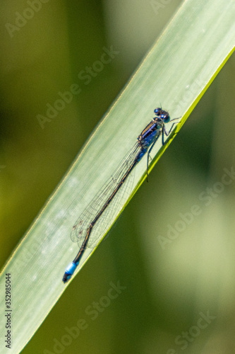 Dordrecht Biesbos Water birds