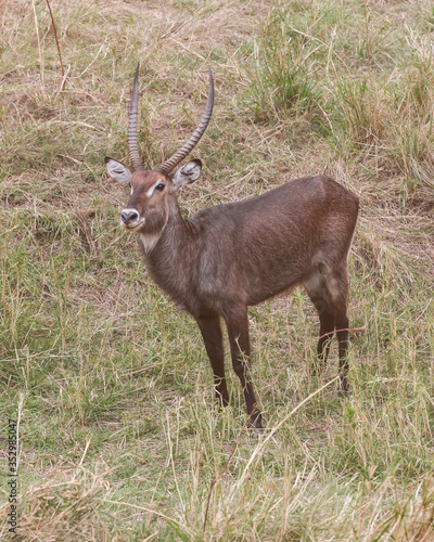 waterbuck standing in the long grass