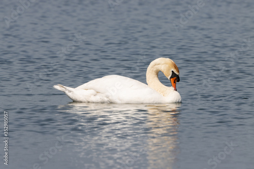 Dordrecht Biesbos Water birds