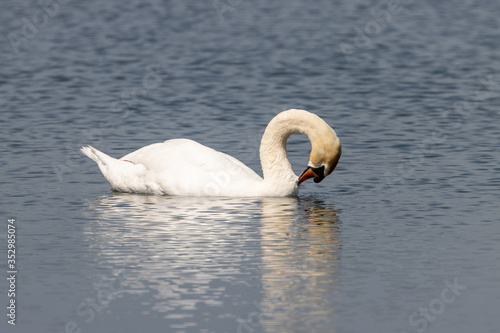 Dordrecht Biesbos Water birds