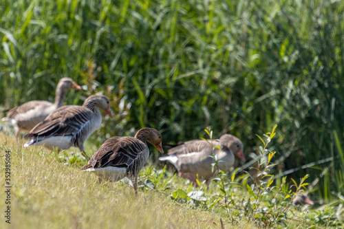 Dordrecht Biesbos Water birds