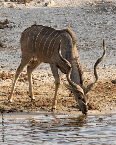 kudu male drinking from the river