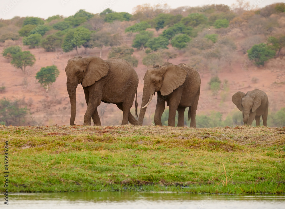 Three elephants (Loxodonta africana) approach the river. Three elephants (Loxodonta africana) approach the river.