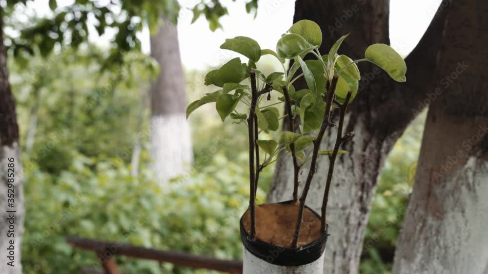 grafted pear seedlings to the apple tree. With the effect of fading grafted pear seedlings to the apple tree. With the effect of fading