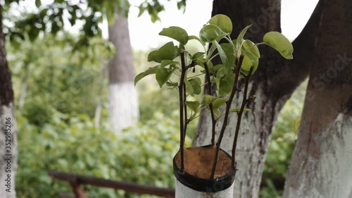 grafted pear seedlings to the apple tree. With the effect of fading