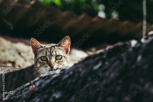 Portrait d'un jeune chat tigré au regard curieux