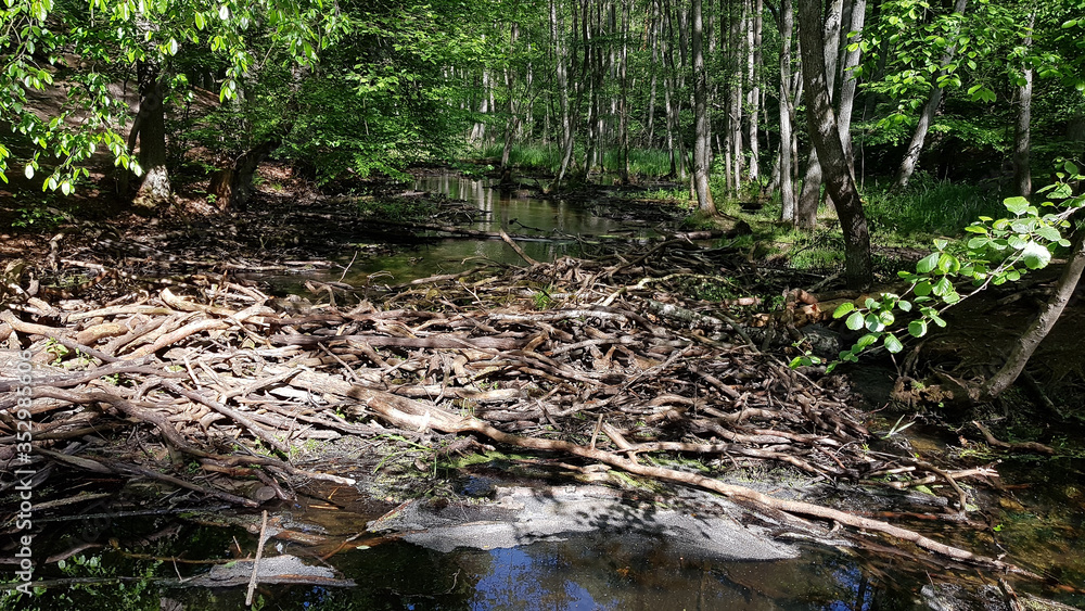 Remains of a beaver lodge in the Briese valley, north of Berlin Remains of a beaver lodge in the Briese valley, north of Berlin