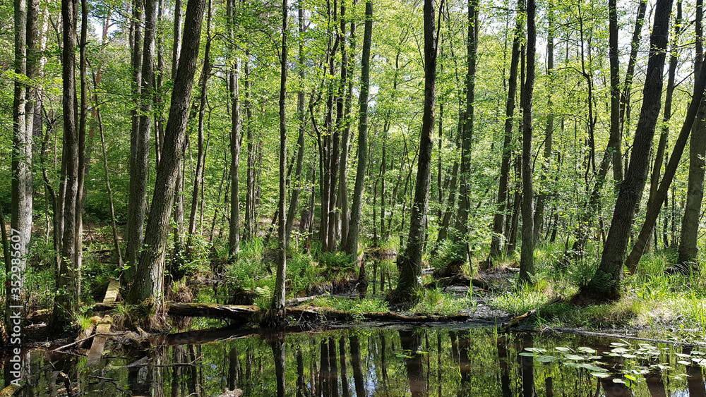 An alder riparian forest at the Briese stream, north of Berlin in spring An alder riparian forest at the Briese stream, north of Berlin in spring
